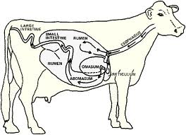 dairyvietnam